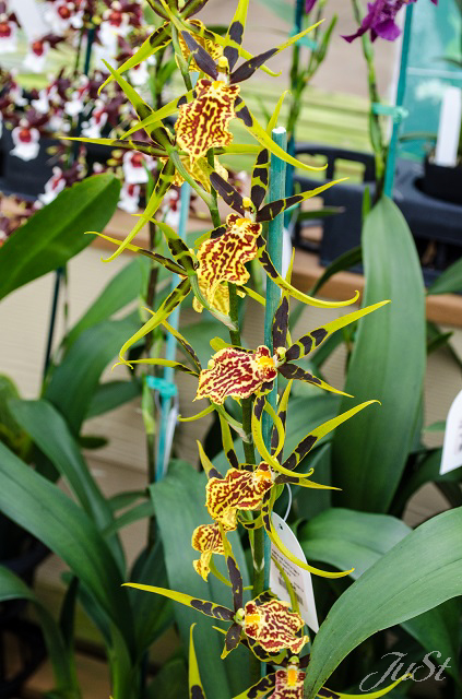 Bild Orchideen Akatsuka Graden 3