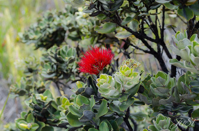 Bild Rote Blume im Vulcano Park