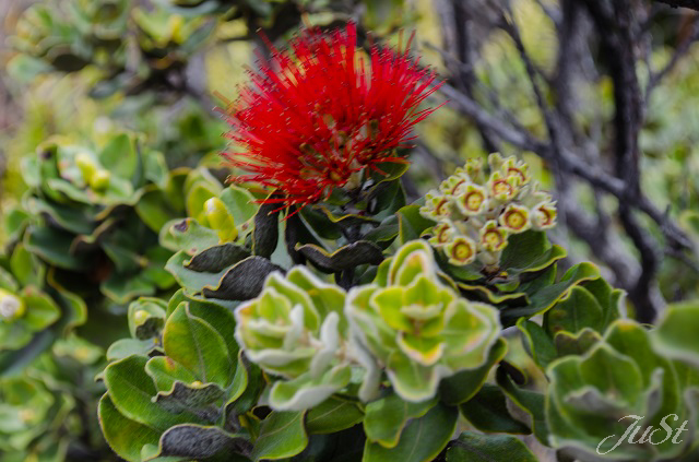 Bild Rote Blume im Vulcano Park 2