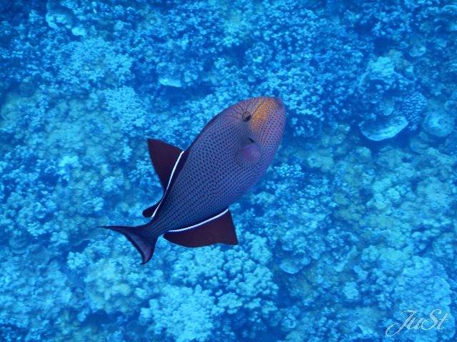 Bild Fische Molokini 5