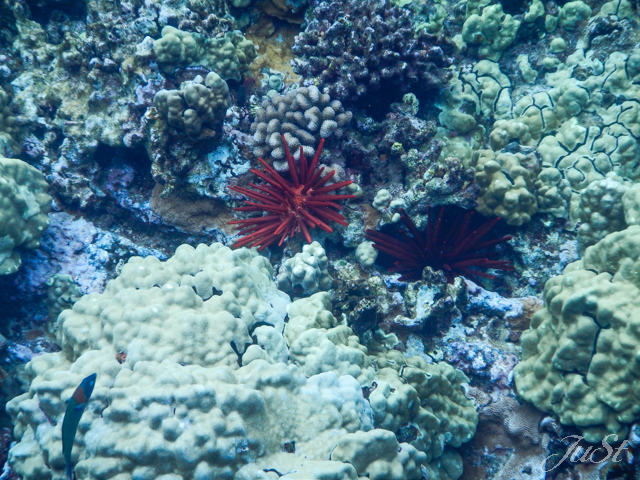 Bild Seeigel Molokini Crater