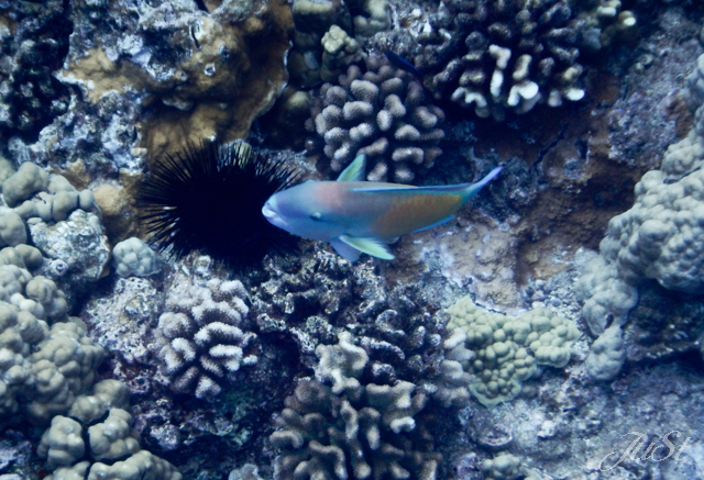 Bild Fische Molokini 2