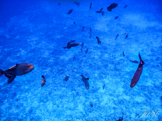 Bild Fische Molokini 1