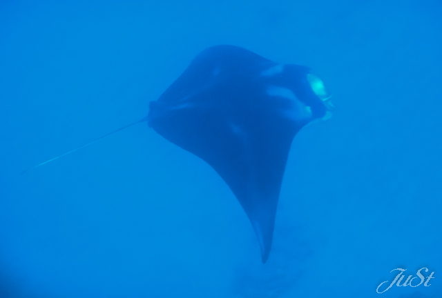 Bild Manta Molokini Crater 2