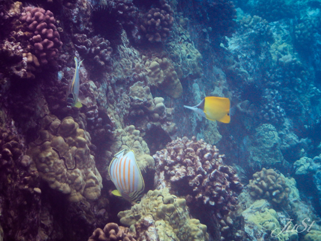 Bild Fische Molokini Crater 3