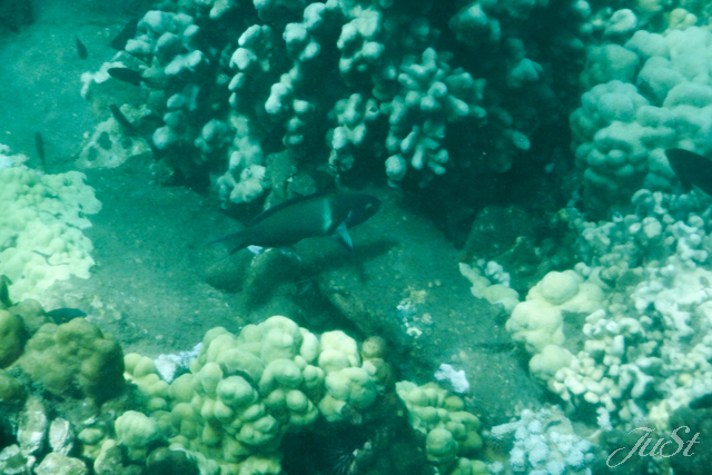 Bild Honolua Bay Unterwasser 2