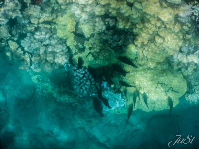 Bild Honolua Bay Unterwasser 1