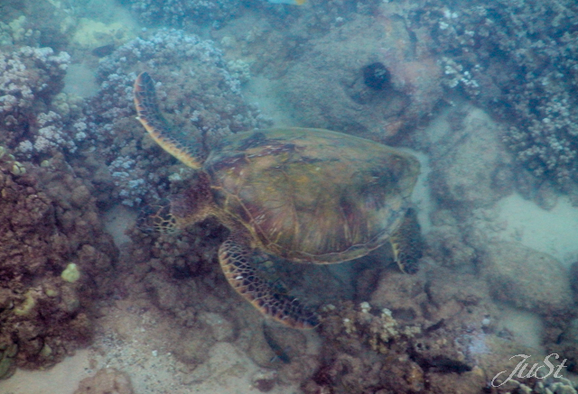 Bild Schildkröte Kapalua 1