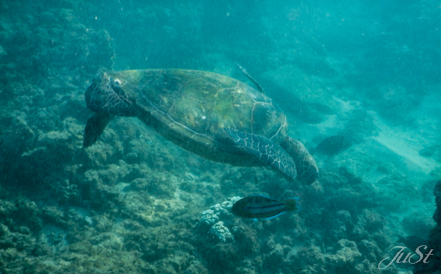 Bild Schildkröte Kapalua 2