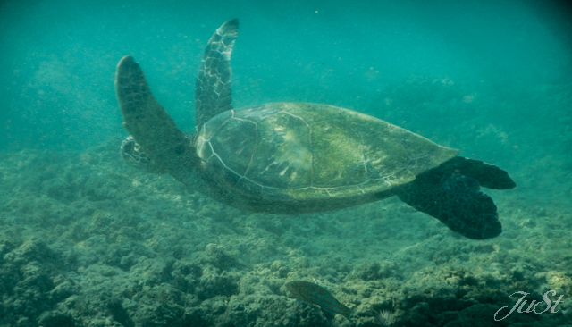 Bild Schildkröte Kapalua 3