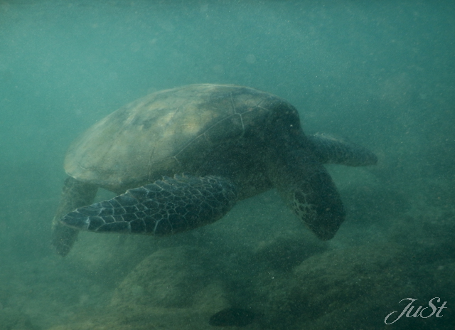 Bild Schildkröte Kapalua 7