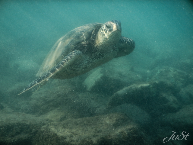 Bild Schildkröte Kapalua 5