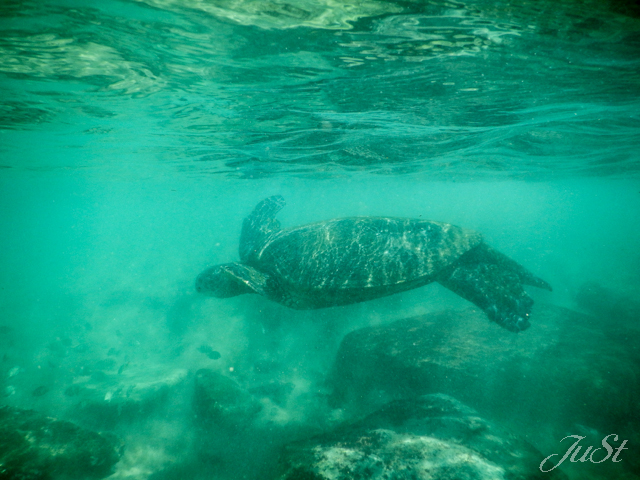 Bild Schildkröte zweiter Tag Kapalua 1