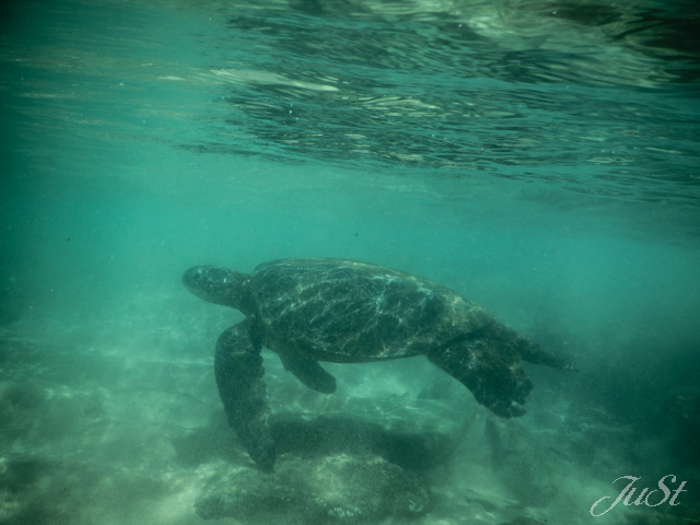 Bild Schildkröte zweiter Tag Kapalua 2