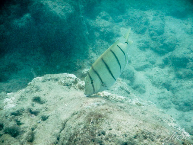 Bild Fische Hanauma Bay 1