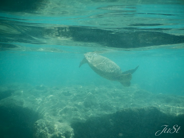 Bild Schildkröte in der Hanauma Bay