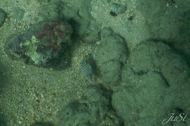 Bild Fische Hanauma Bay 4