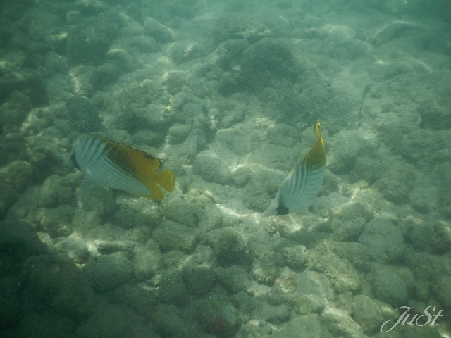 Bild Fische Hanauma Bay 3