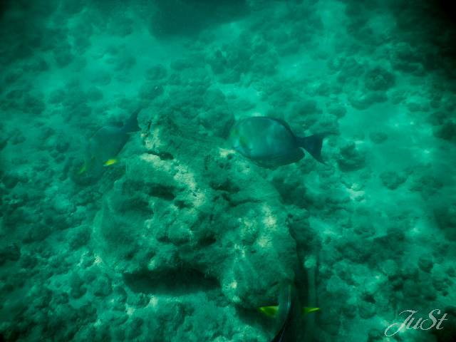 Bild Fische Hanauma Bay 2