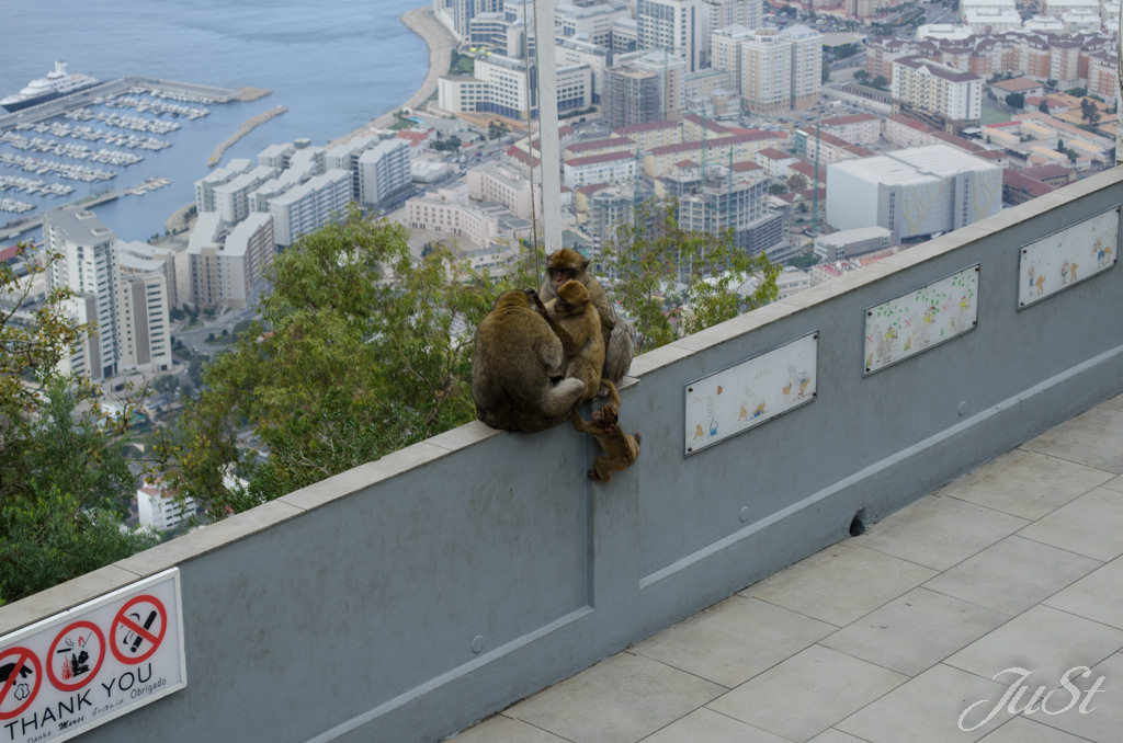 Bild Affen am Affenfelsen auf Gibraltar