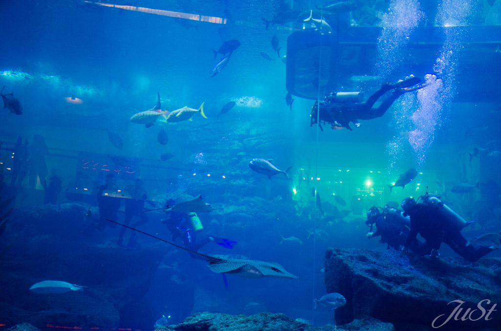 Aquarium Dubai Mall