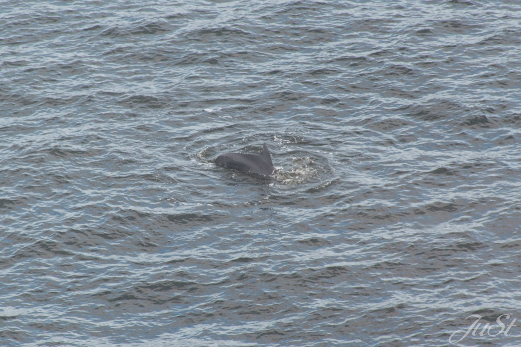 Delfine in Hafen von Charleston