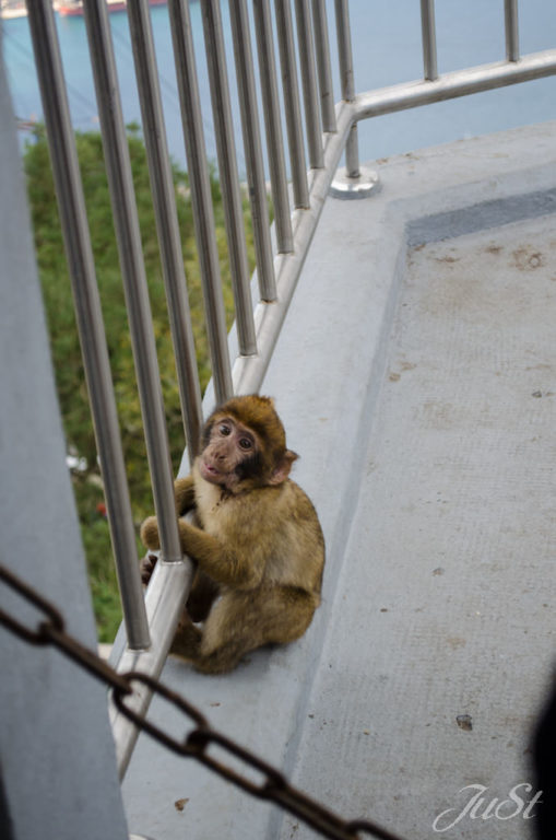Bild Affen am Affenfelsen auf Gibraltar